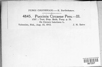 Puccinia circaeae image